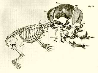 Illustration from On The Archetype and Homologies of the Vertibrate Skeleton, by Richard Owen