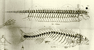 Illustration from On The Archetype and Homologies of the Vertibrate Skeleton, by Richard Owen